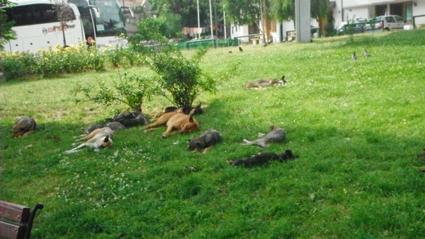 Bosnien Herzegowina, Sarajevo, Innenstadt, Hunde im Park