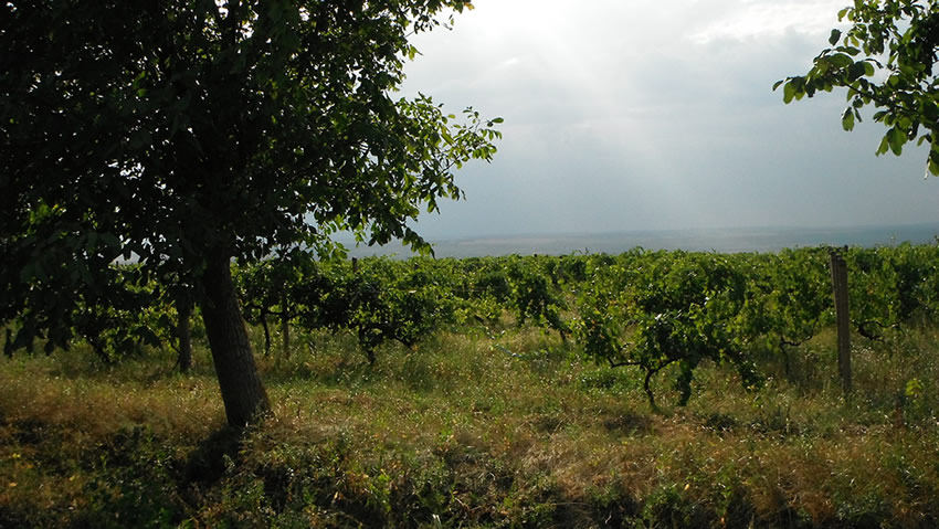 Weinbau in Rumaenien