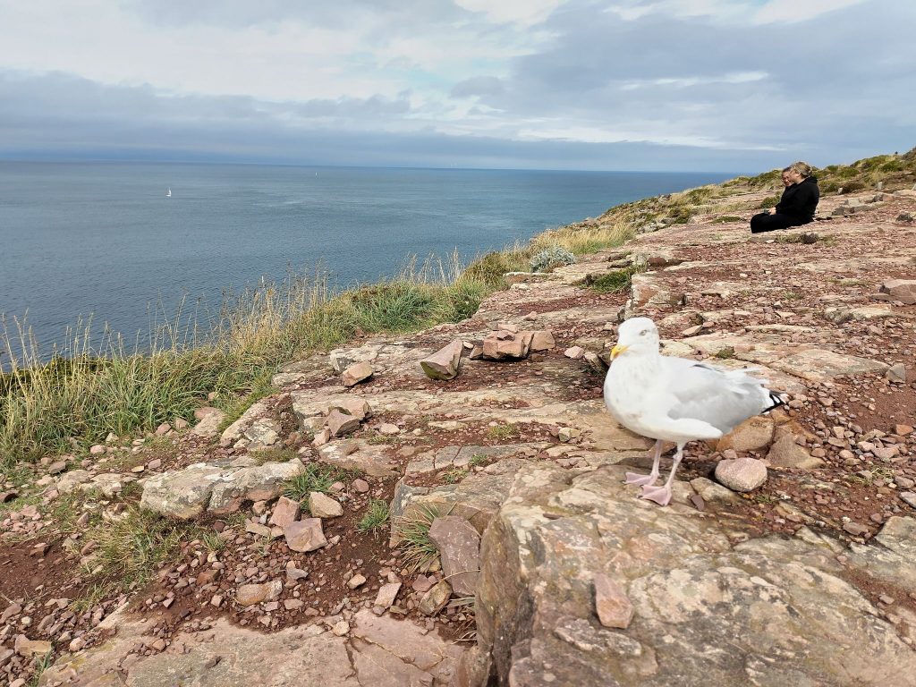 Bretagne: Vogelschutzgebiet Cap Frehel